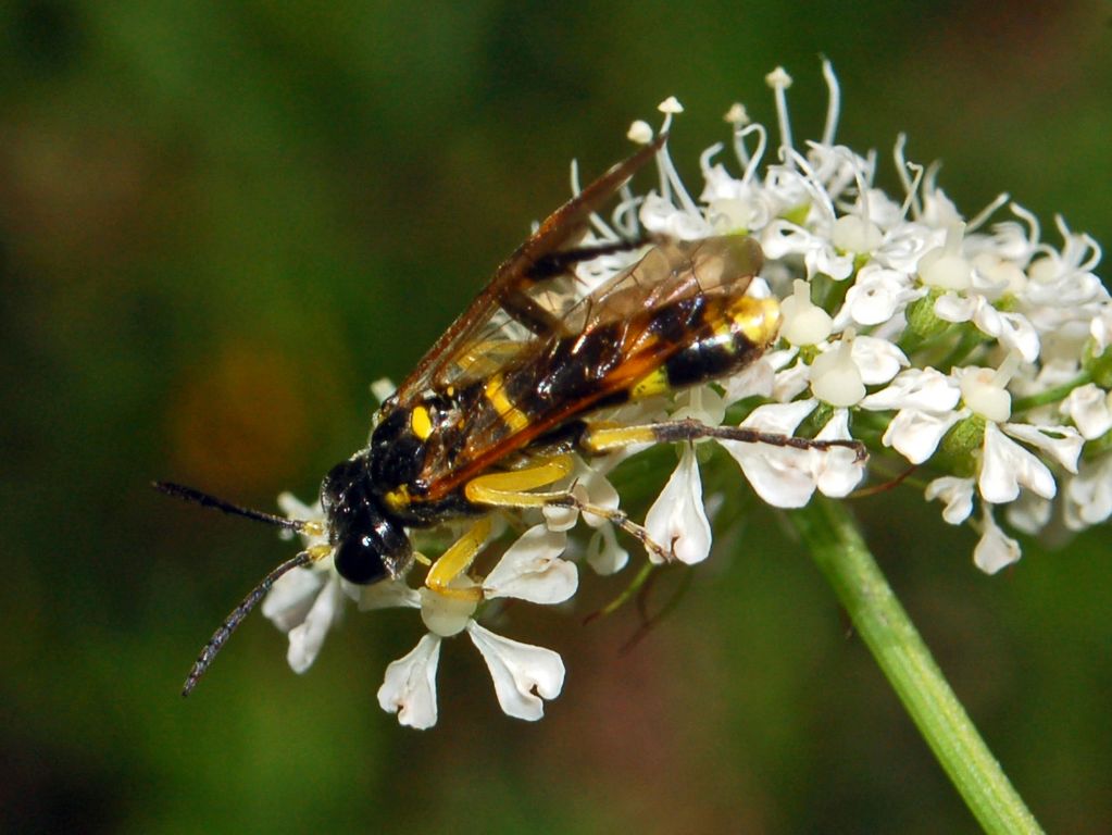 Un imenottero senza nome: probabile Tenthredo zonula